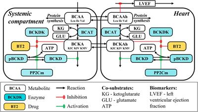 Evaluation of therapeutic strategies targeting BCAA catabolism using a systems pharmacology model